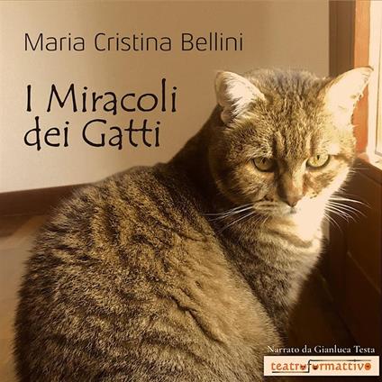 I miracoli dei gatti