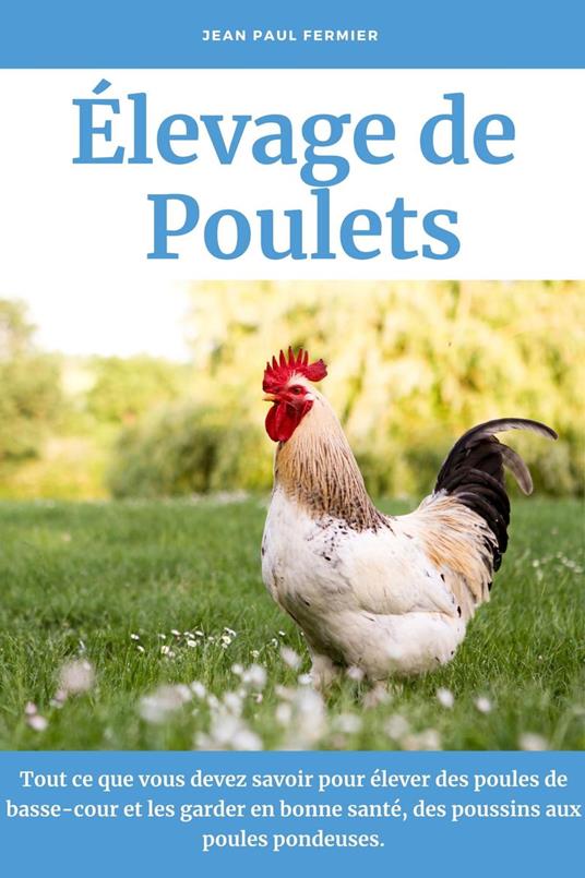 Tout savoir sur les poules pondeuses 