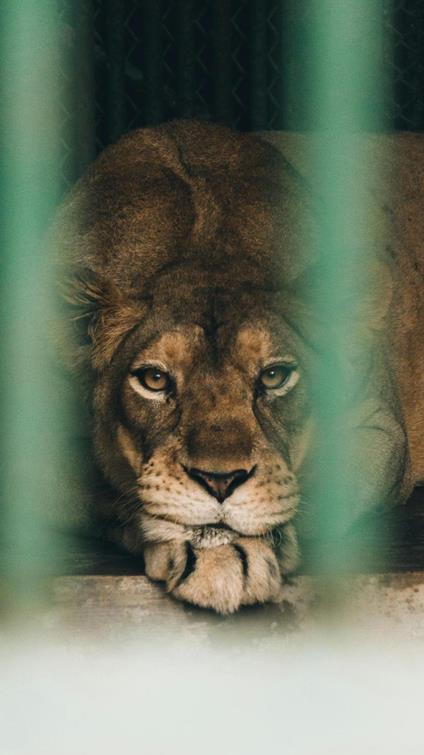 Caged Lions: Breaking the Cycle of Crime and Redemption