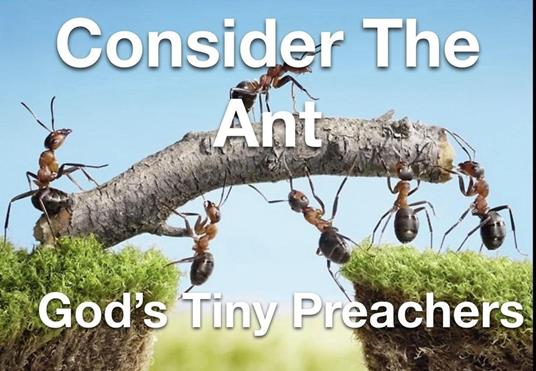 Consider The Ant - God's Tiny Preachers