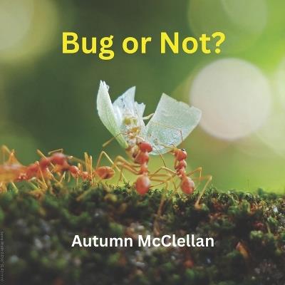 Bug or Not? - Autumn McClellan - cover