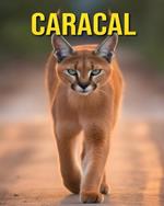 Caracal: Fun and Amazing Pictures About Caracal