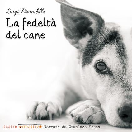 La fedeltà del cane