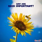 Why are Bees Important?