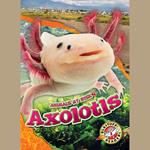 Axolotls