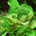 Green Roses Bloom for Icarus