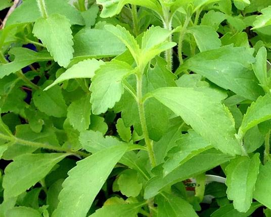 1 Pianta Di Stevia Rebaudiana In Vaso 14cm Dolcificante - Peragashop - Casa  e Cucina | IBS